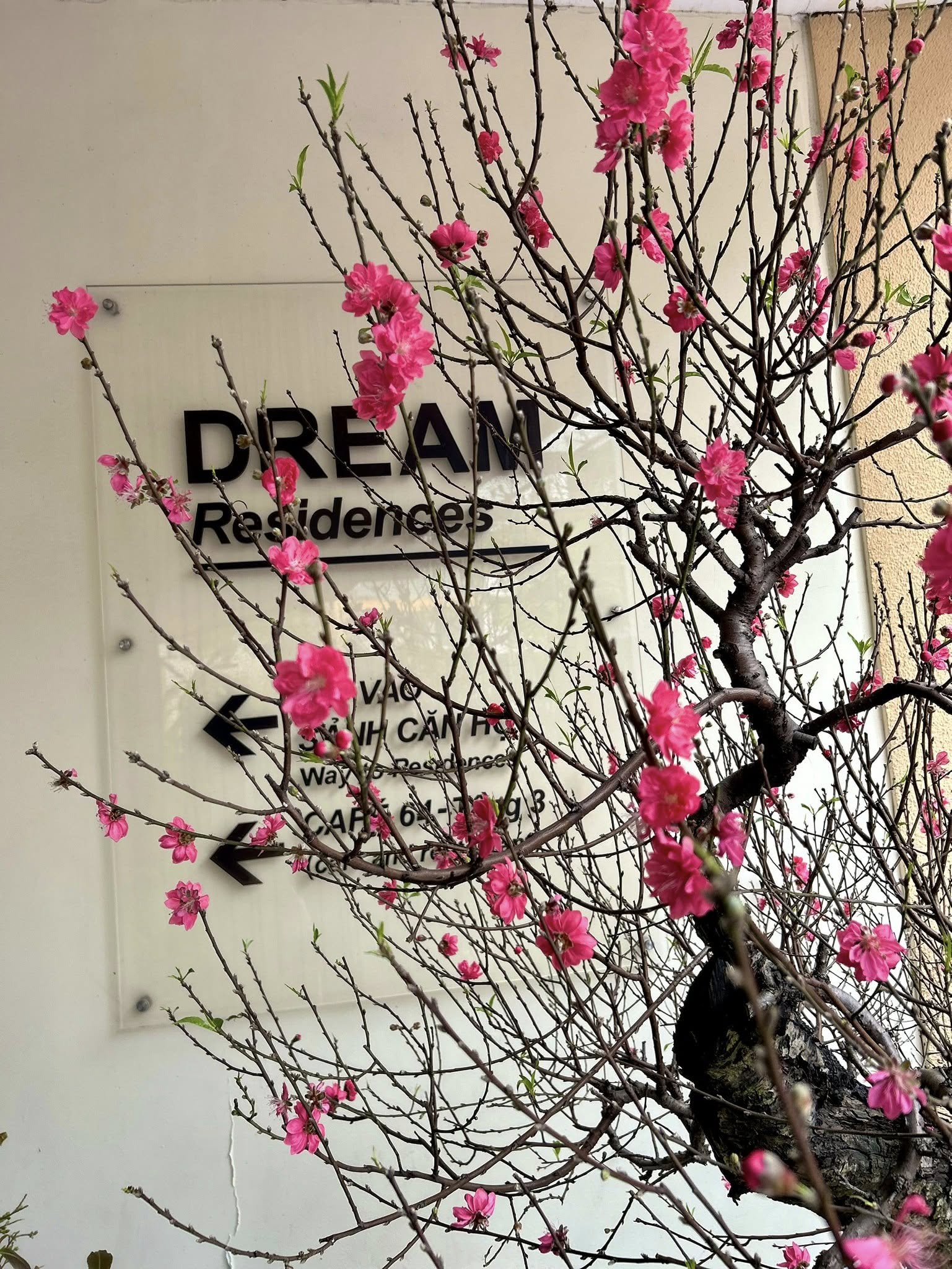 Seasonal flowers at Dream